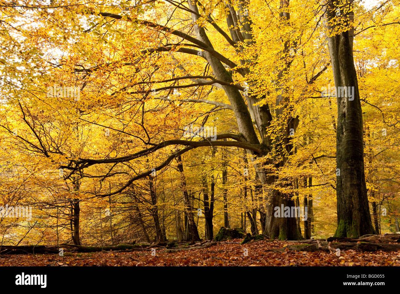 Faggi in autunno, riserva naturale, Sababurg foresta vergine, Reinhardswald, Hofgeismar, Nord Hesse, Hesse, Germania, Europa Foto Stock