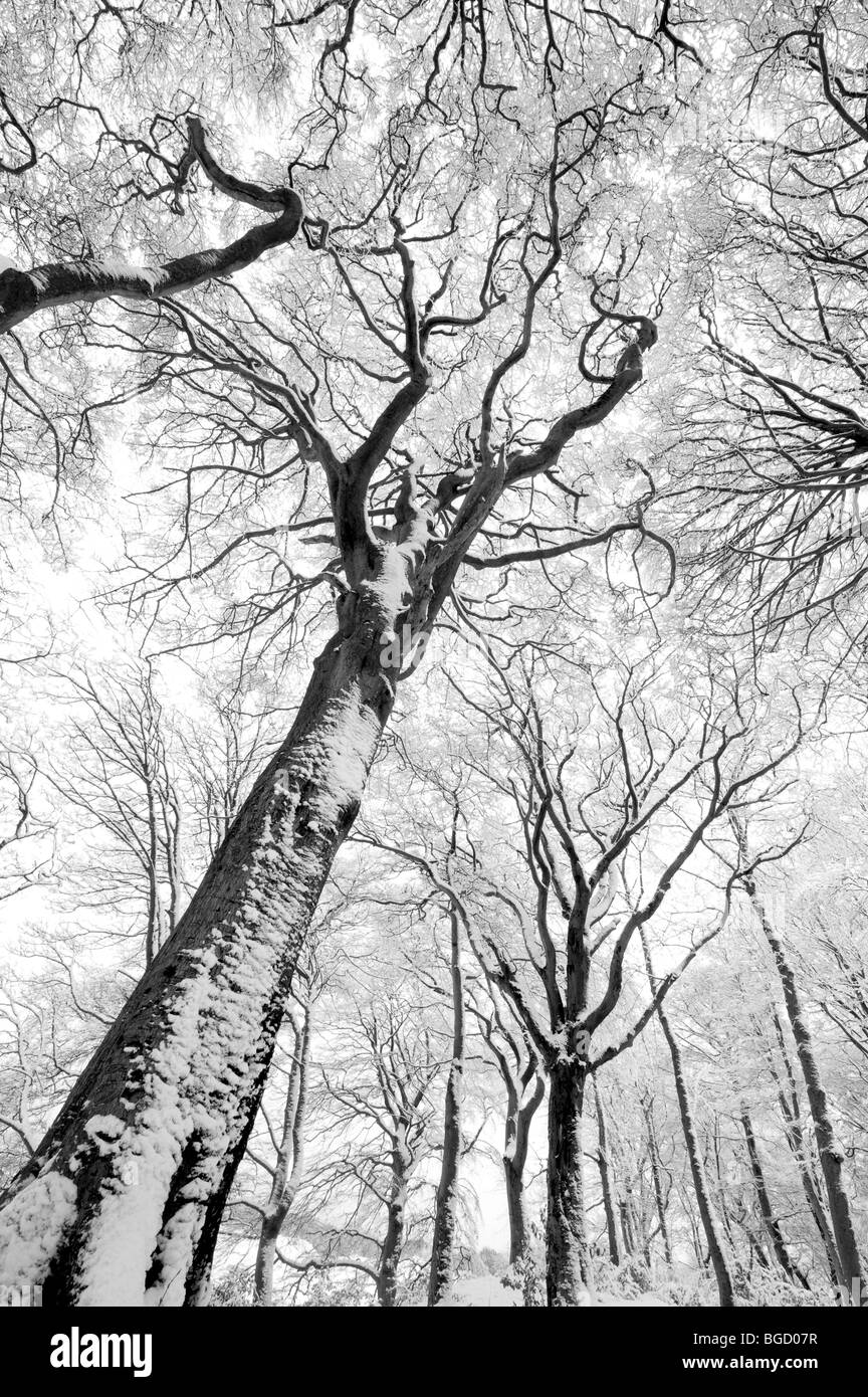 Coperta di neve alberi, Cathkin Braes Country Park, Glasgow. Inverno (Dec) 2009. Foto Stock