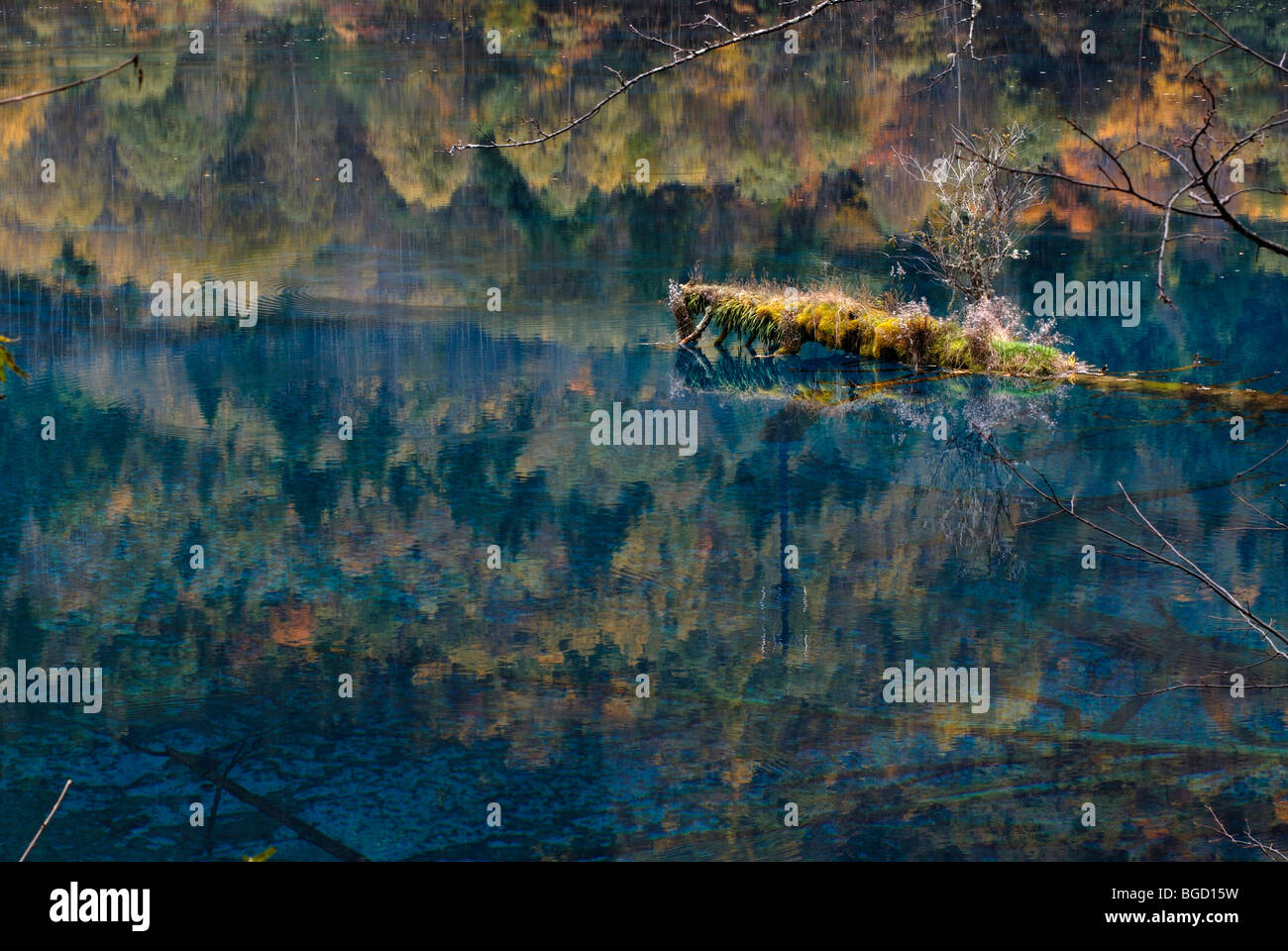 Albero su una piccola isola, autunno umore a cinque lago a colori in cui gli alberi morti sono sdraiato, Valle di Jiuzhaigou, Nazione Jiuzhaigou Foto Stock