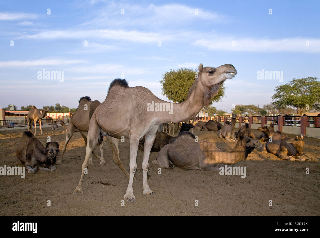 Allevamento di cammelli farm. Bikaner. Il Rajasthan. India Foto Stock