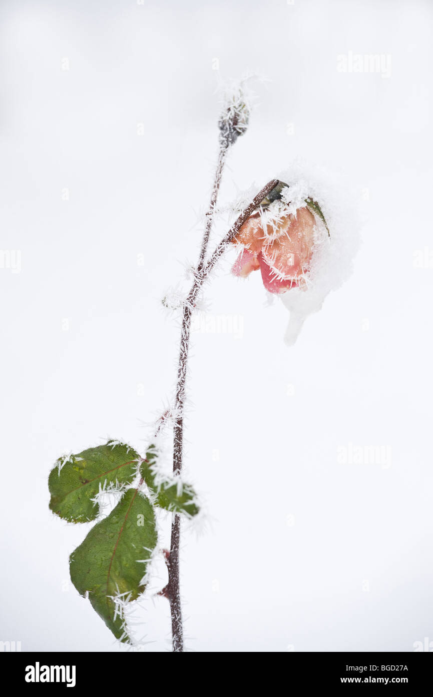 Una rosa in fiore coperto in inverno la neve, la brina e il ghiaccio Foto Stock