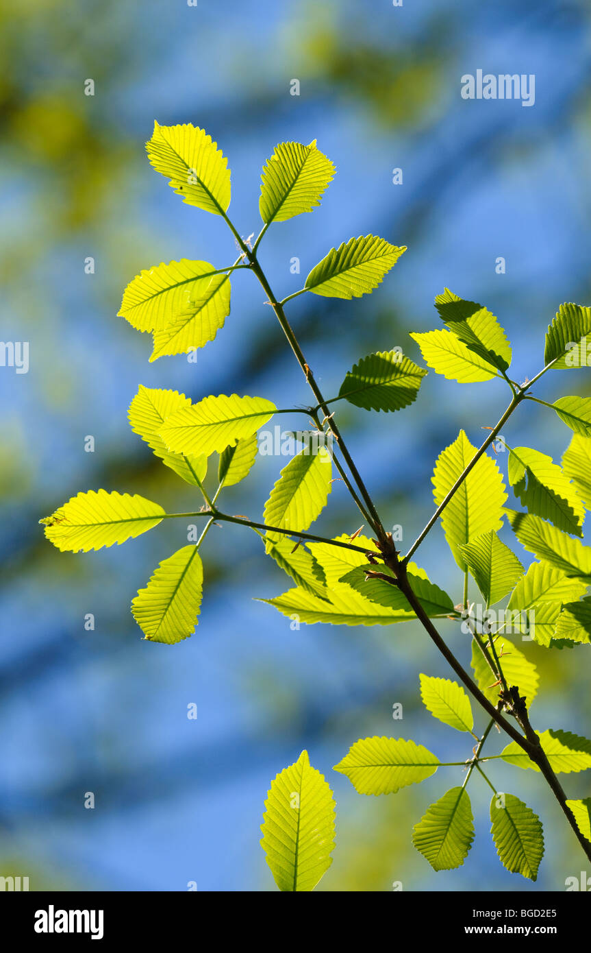Castagno foglie di quercia, Quercus prinus, inizio srping Foto Stock