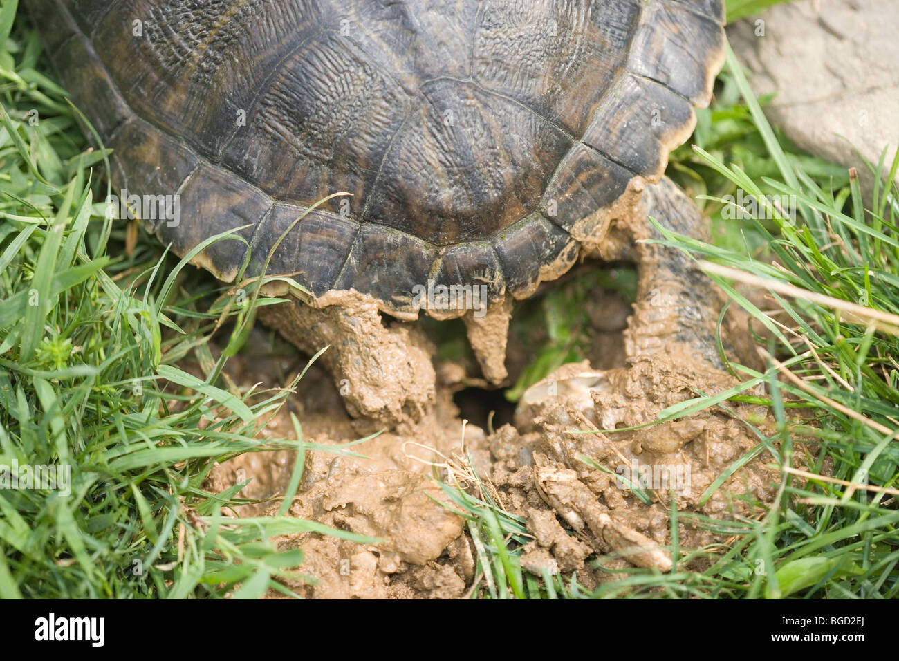 Rosso-eared tartaruga (Trachemys scripta elegans). Donna hind fine, lo scavo di foro di nesting utilizzando piedi posteriori. Sfortunato introduzione in Europa compresi Regno Unito.​. Foto Stock