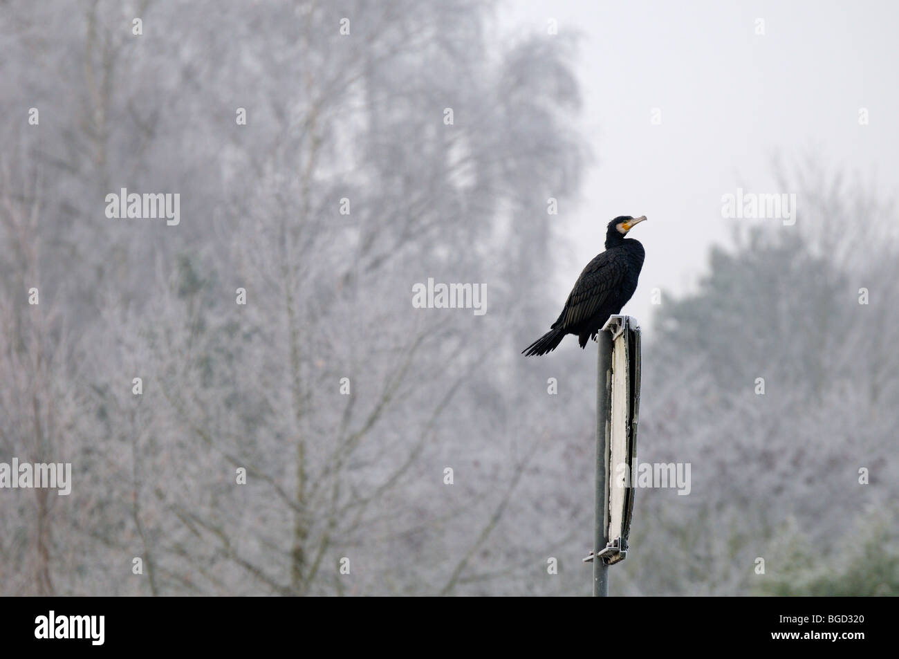 Cormorano appollaiato sul post Foto Stock