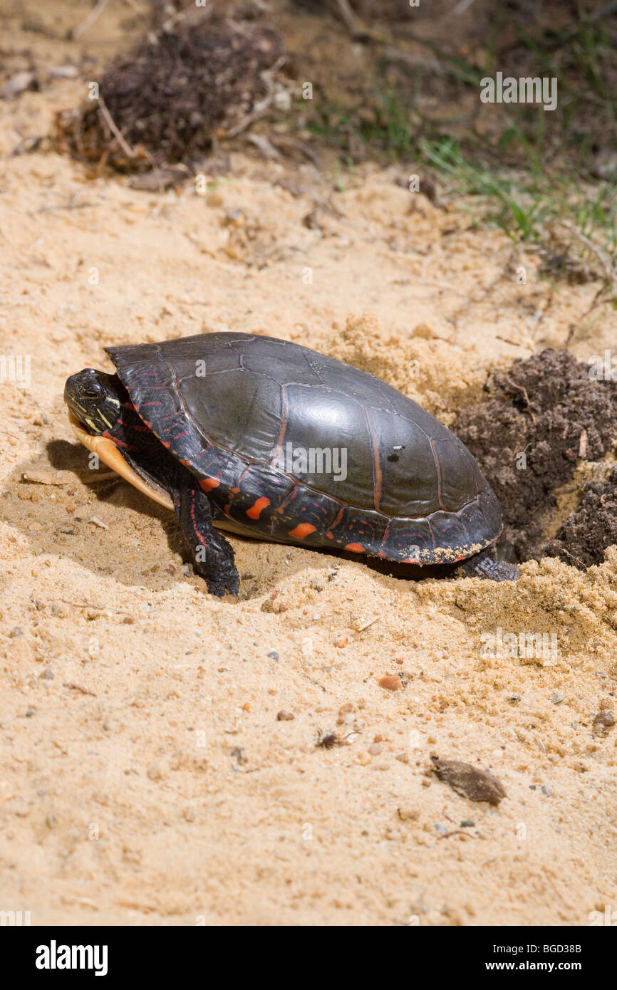 Dipinto di tartaruga (Chrysemys picta). Femmina nido di scavare buche nel terreno. Foto Stock