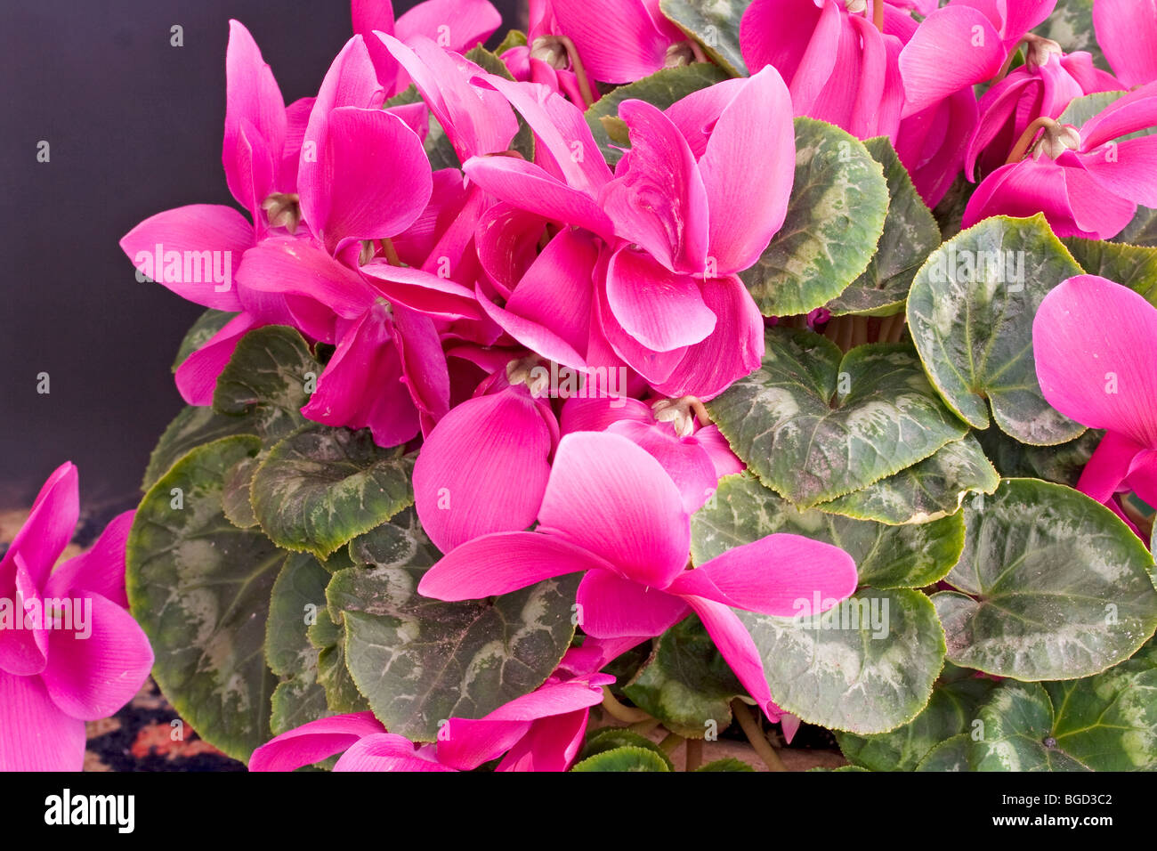 Ciclamino Foto Stock