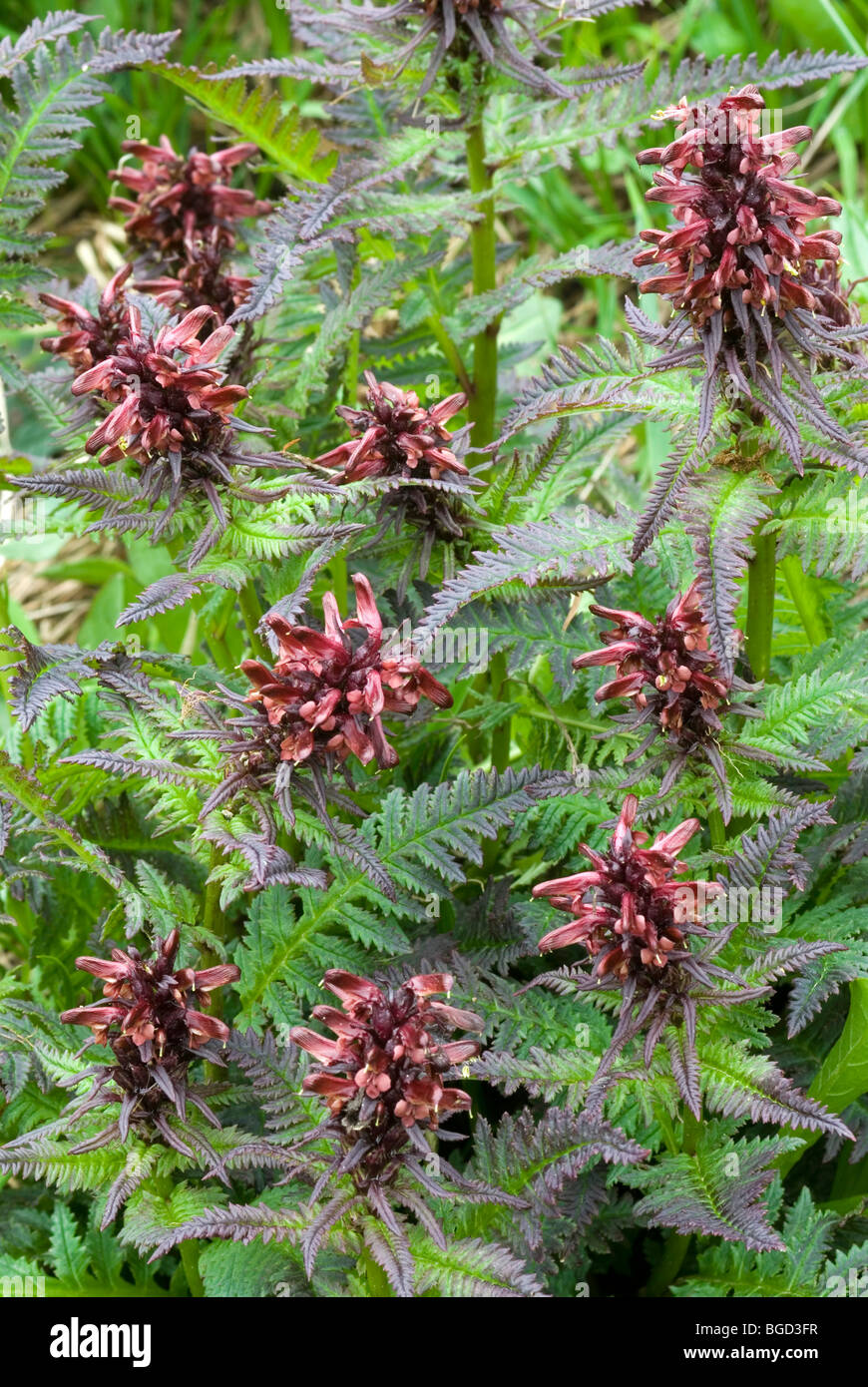 Gestutztes Laeusekraut lousewort (Pedicularis recutita), Oberthauern, Salisburgo, Austria, Europa Foto Stock