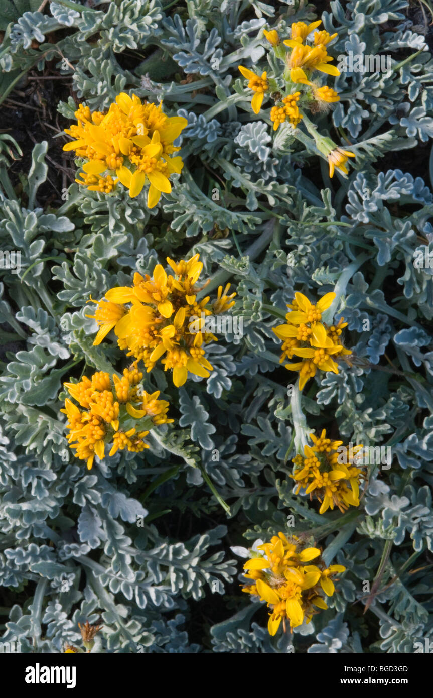 Glacier assenzio, alpino artemisia (Artemisia glacialis), il Parco Nazionale del Gran Paradiso, Valle d'Aosta, Italia, Europa Foto Stock