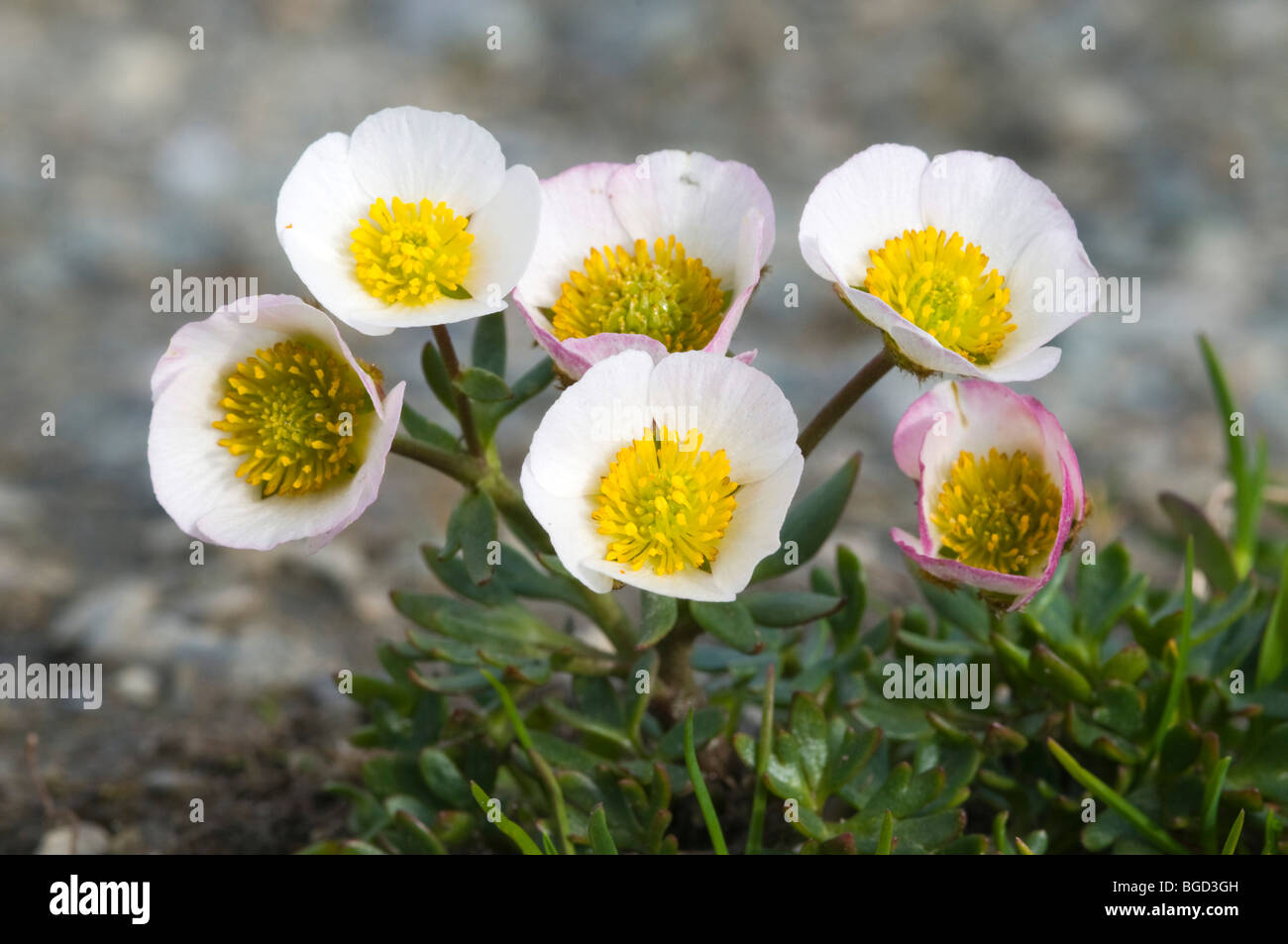 Ranuncolo sul ghiacciaio o il Ghiacciaio Crowfoot" (Ranunculus glacialis), il Parco Nazionale Gran Paradiso, Valle d'Aosta, Italia, Europa Foto Stock