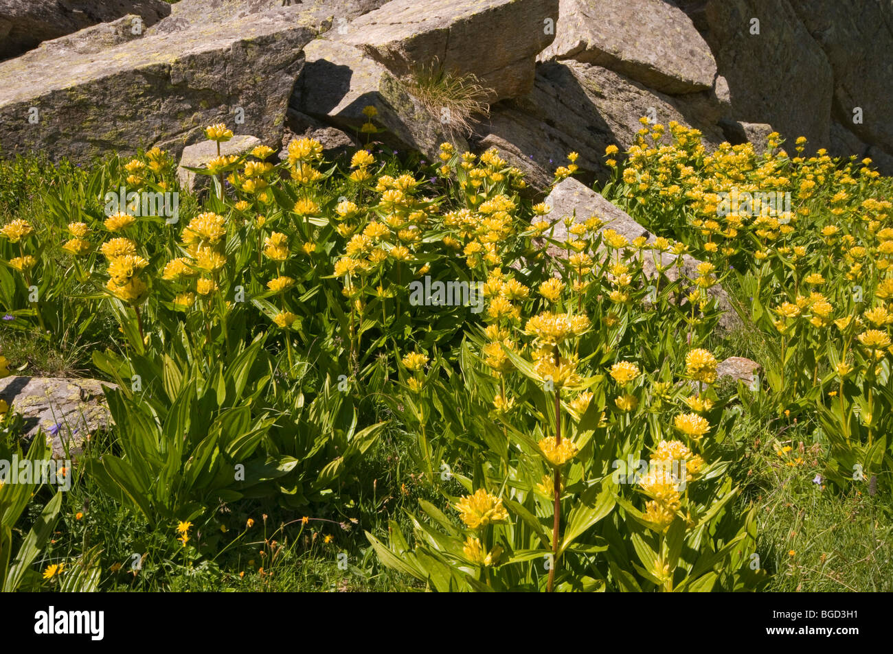 Spotted Gentian (Gentiana punctata), il Parco Nazionale del Gran Paradiso, Valle d'Aosta, Italia, Europa Foto Stock