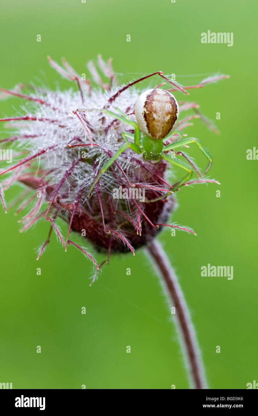 Verde ragno granchio (Diaea dorsata), Filz, Woergl, Tirolo, Austria, Europa Foto Stock
