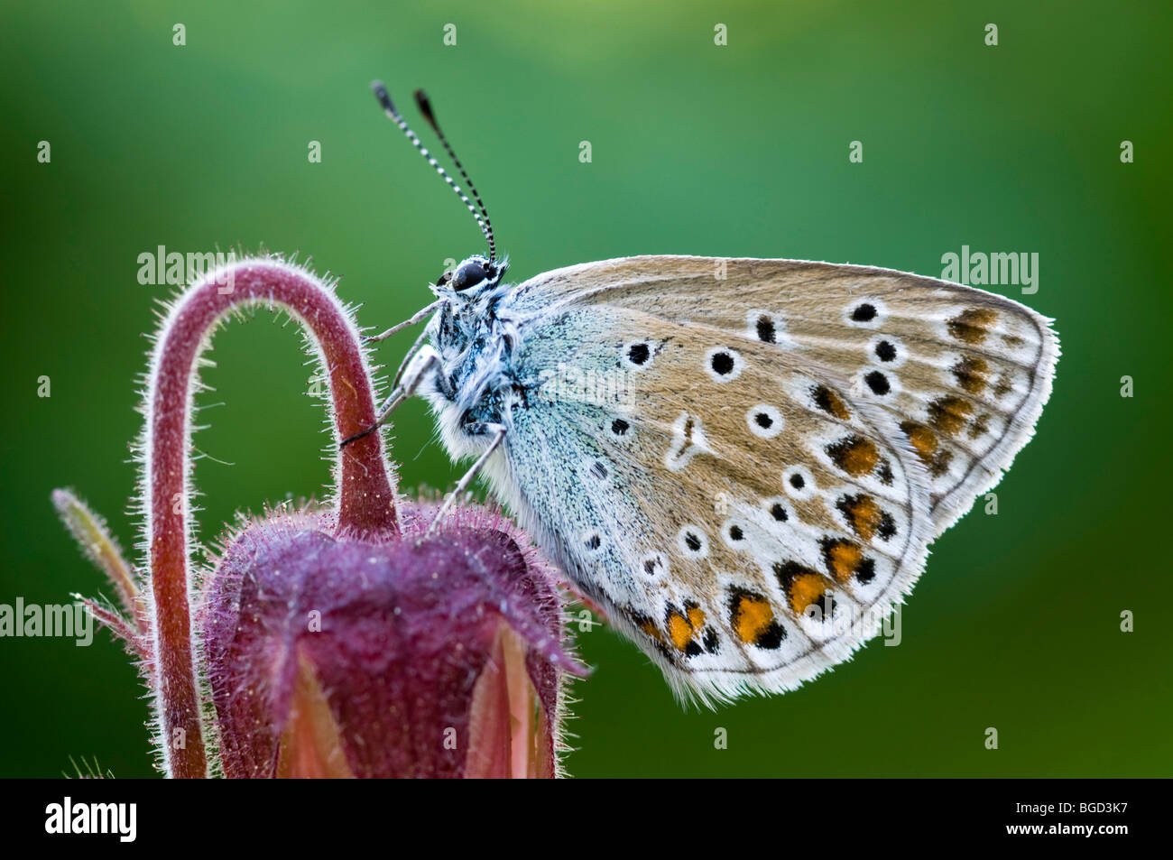 Comune di Blue Butterfly (Polyommatus icarus), Schwaz, in Tirolo del nord, Austria, Europa Foto Stock