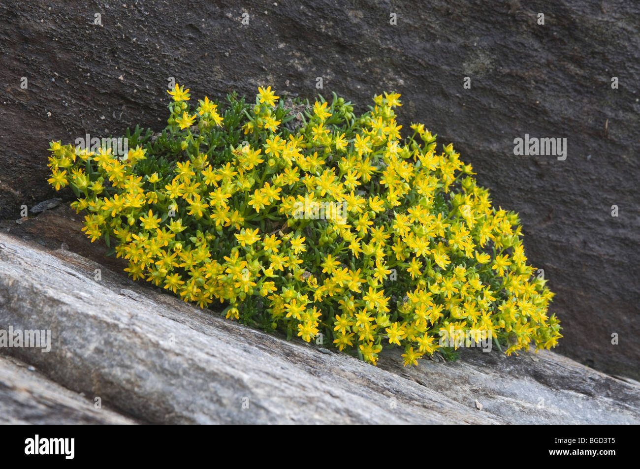 Gialle di montagna (Sassifraga Saxifraga aizoides), Gamsgrube, Franz-Josefs-Hoehe, Parco Nazionale degli Hohe Tauern, Carinzia, Austria, e Foto Stock