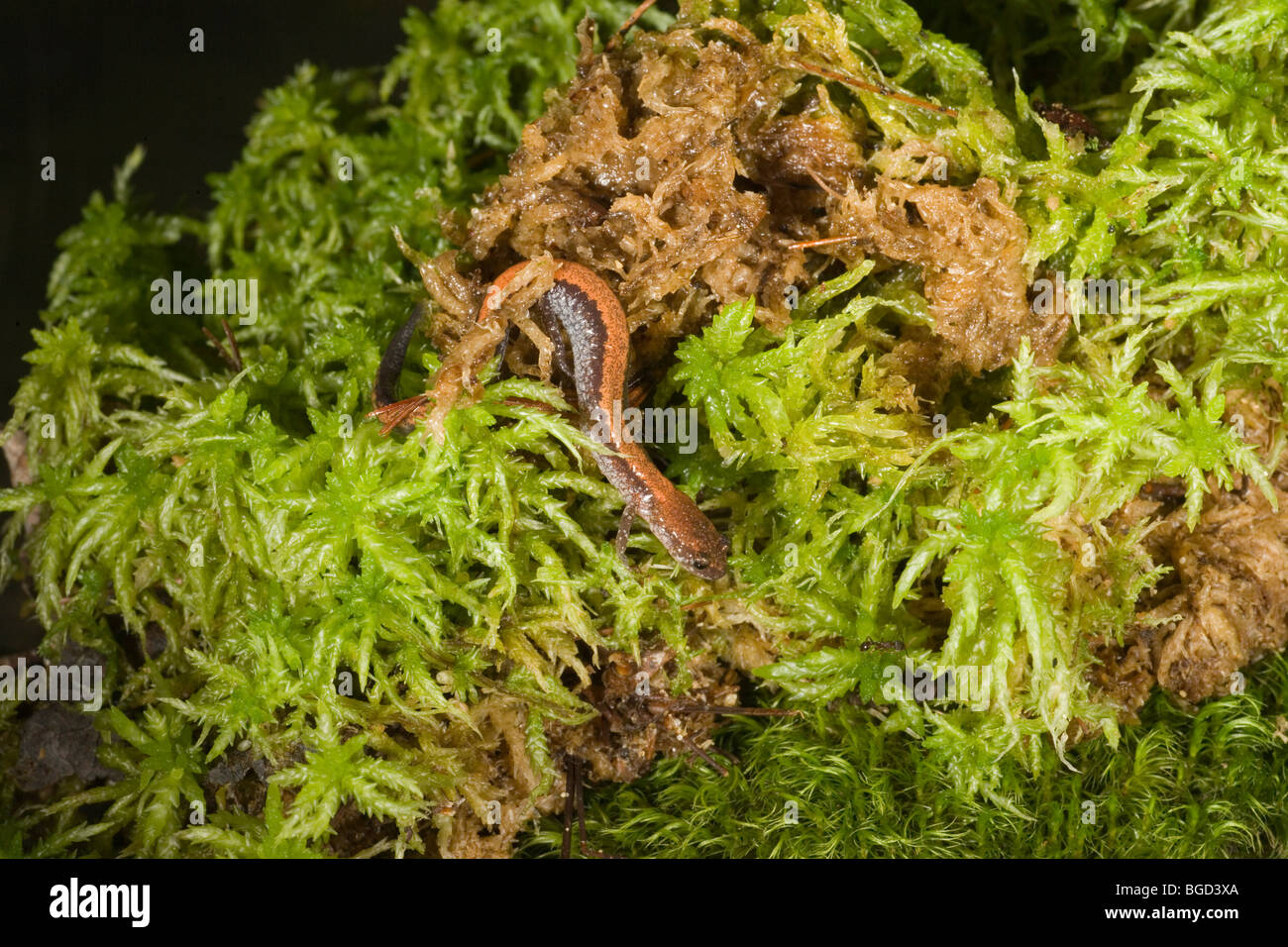 Red-backed Salamander (Plethodon cinereus cinereus). Fase rossa. Foto Stock