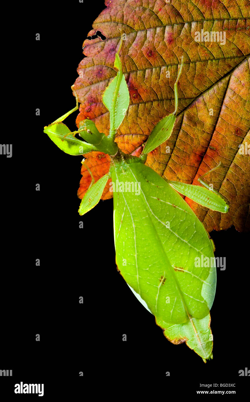 Phyllium Sp. filippine insetti foglia bastone aspetto di una foglia simile leafinsect rosso animale foglia verde foglie Foto Stock