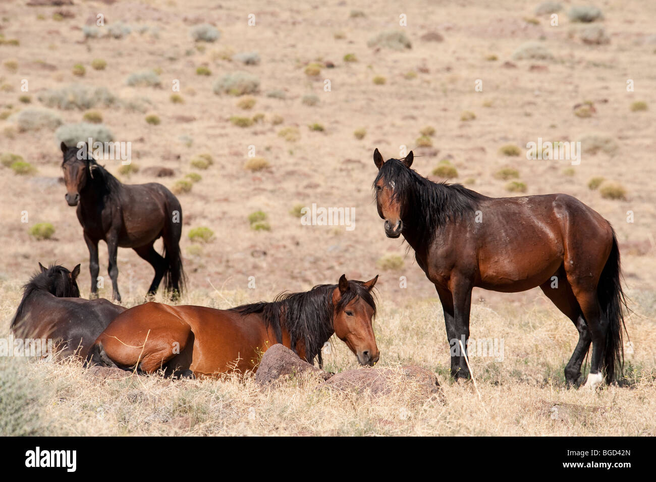 Cavalli selvaggi di Equus ferus caballus Nevada Foto Stock