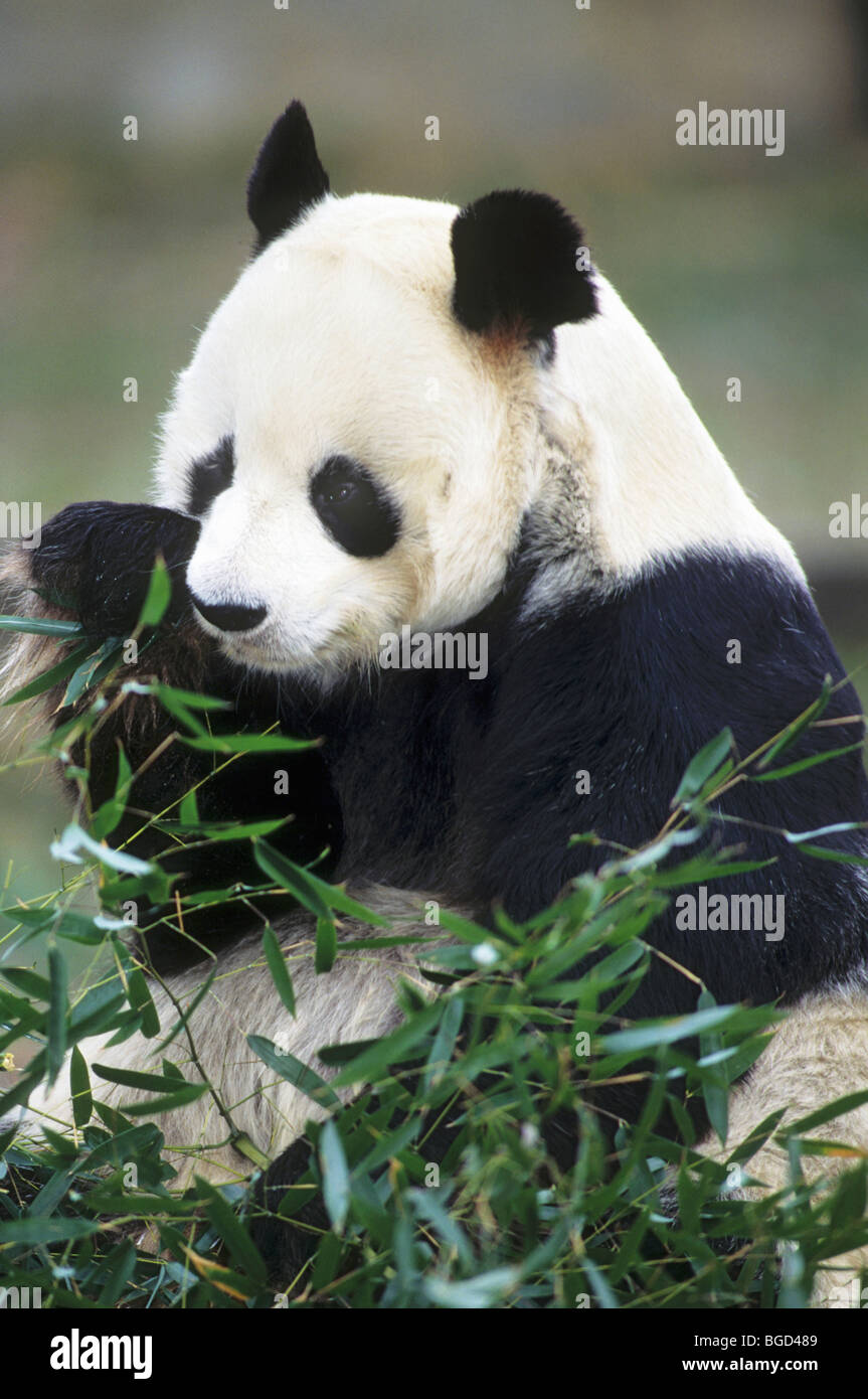 Panda gigante, (Ailuropoda melanoleuca), mangiare il bambù, nativo di centrali e occidentali della Cina. CAPTIVE Foto Stock