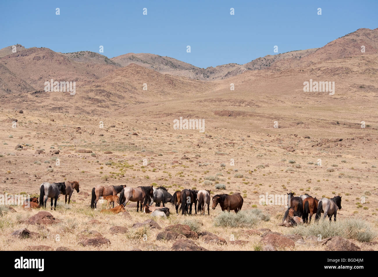 Cavalli selvaggi di Equus ferus caballus Nevada Foto Stock