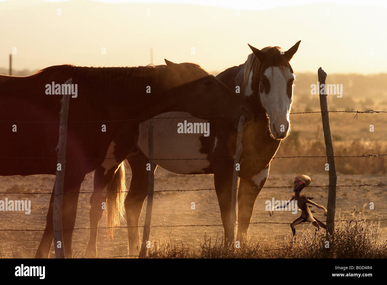 Chupacabra & Horses Foto Stock