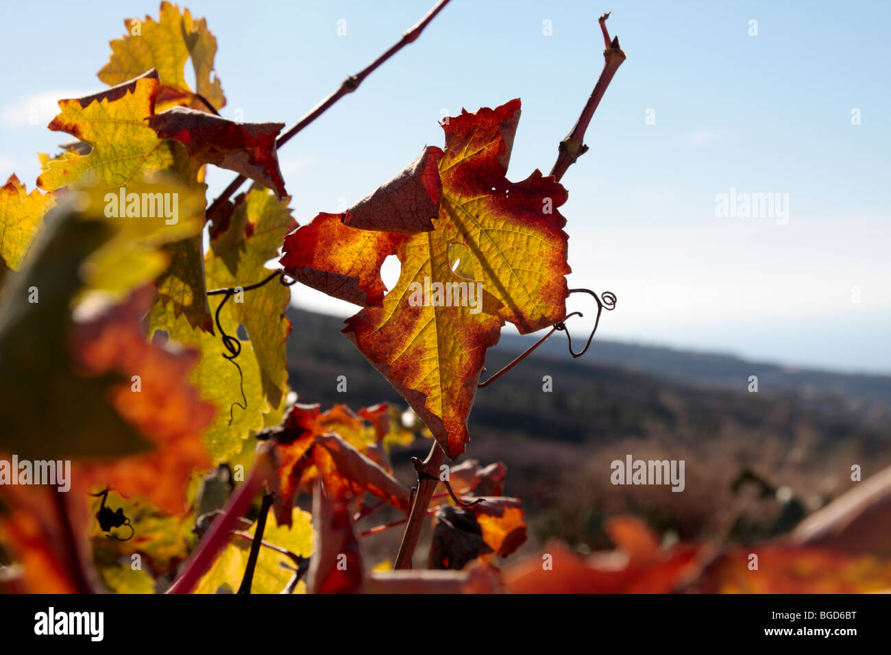 Foglia di vite ruotando il colore in autunno su un vigneto collinare in Tenerife Canarie Spagna Foto Stock