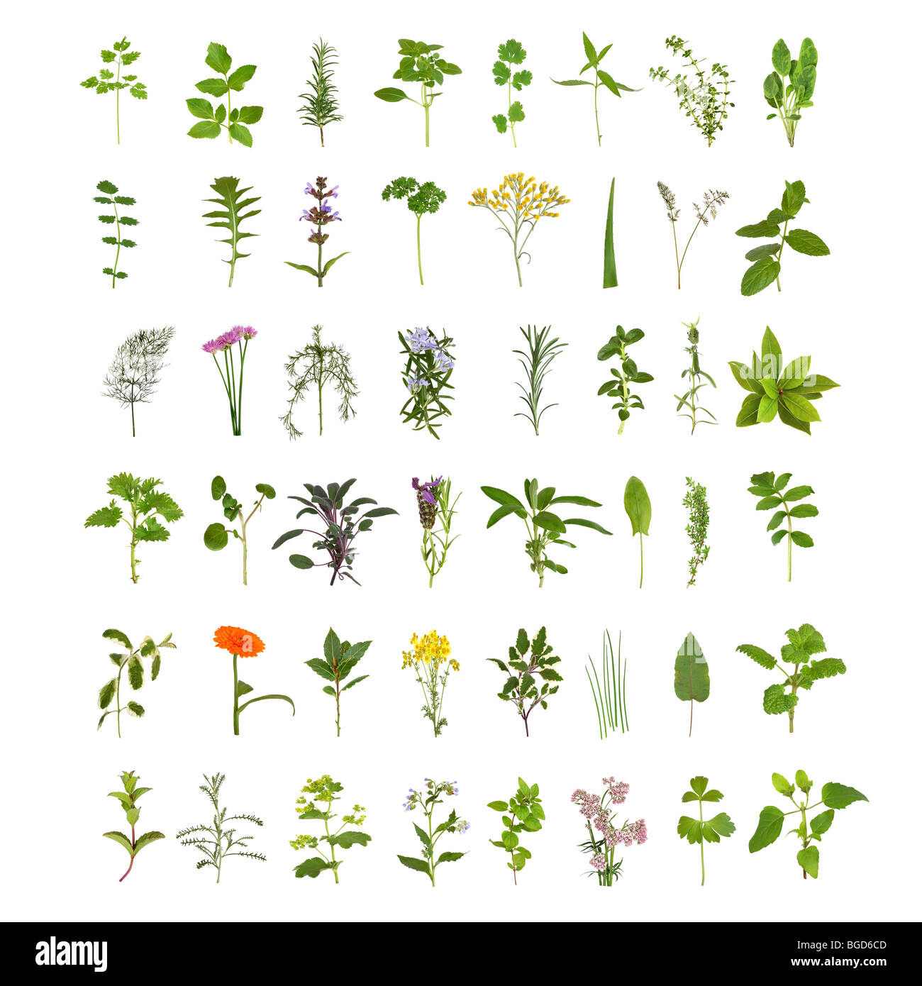 Grandi di medicinali e di erbe culinarie di fiori e foglie di raccolta, isolate su sfondo bianco. Quarantotto erbe. Foto Stock