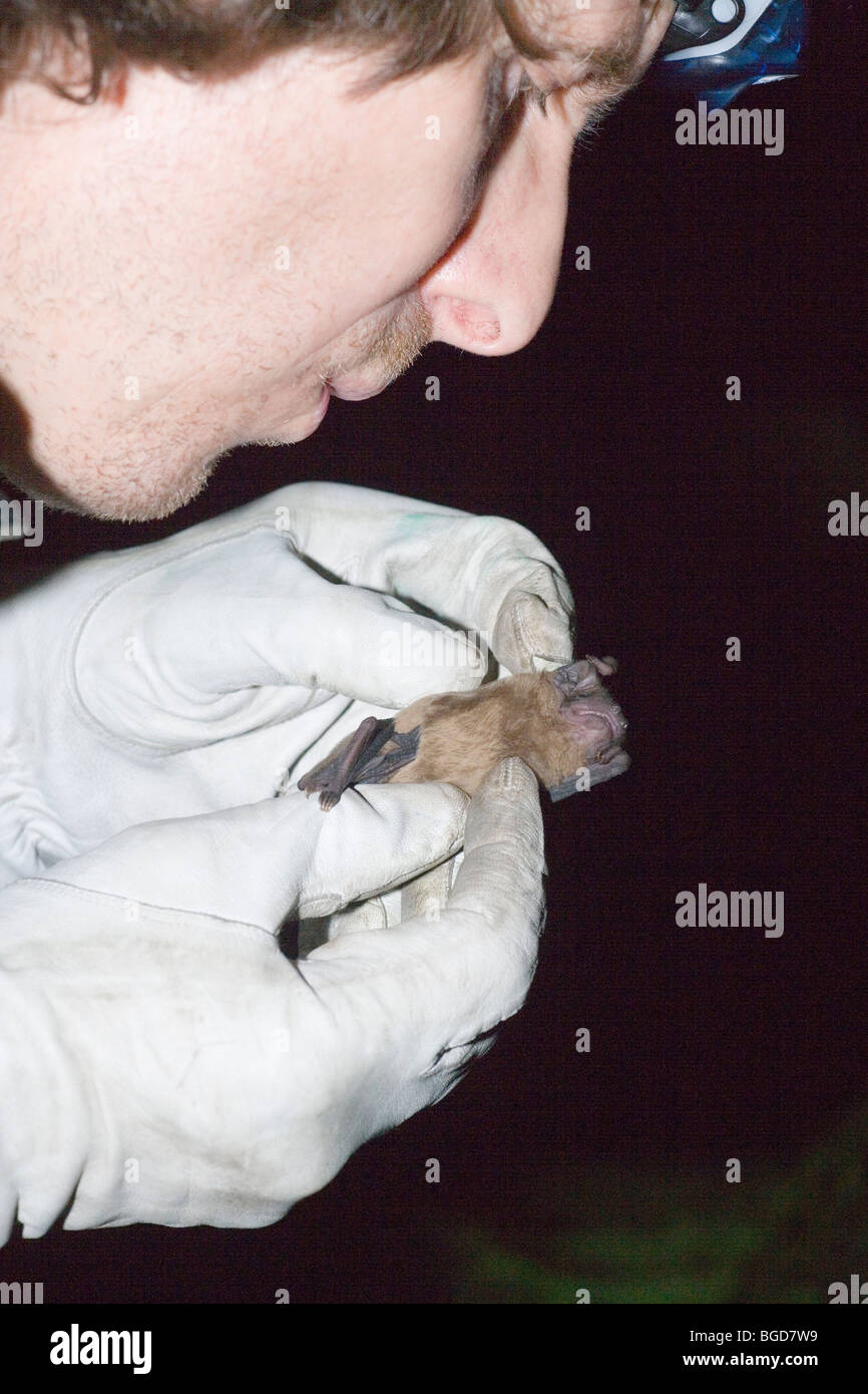 Noctule Bat (Nyctalus noctula). Ricercatore azienda bat indossando i guanti, delicatamente soffiando attraverso fur cercando parassiti esterni. Foto Stock