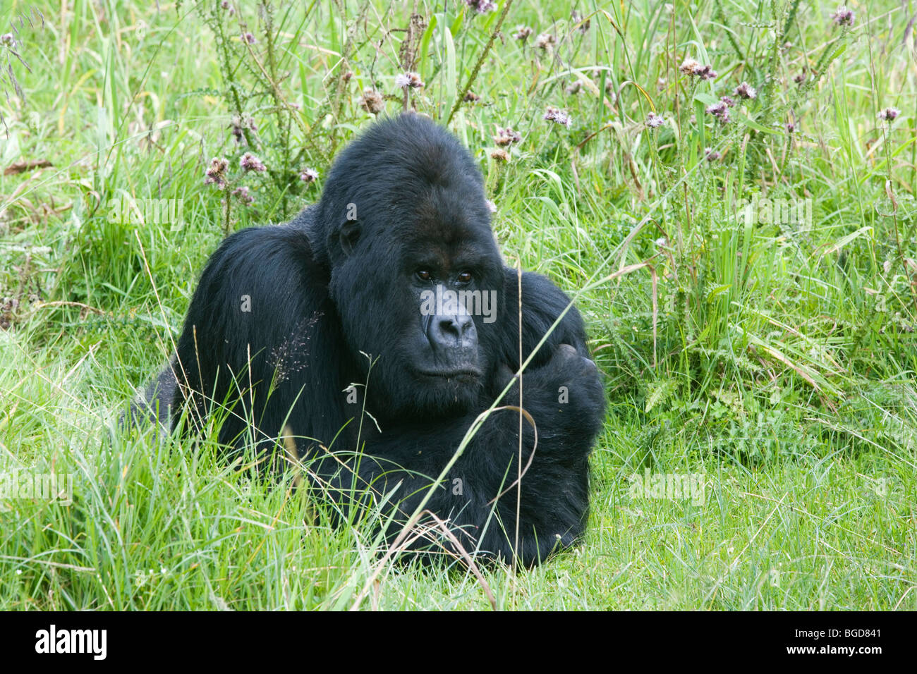 Gorilla di Montagna Gorilla berengei berengei maschio Africa Ruanda Foto Stock