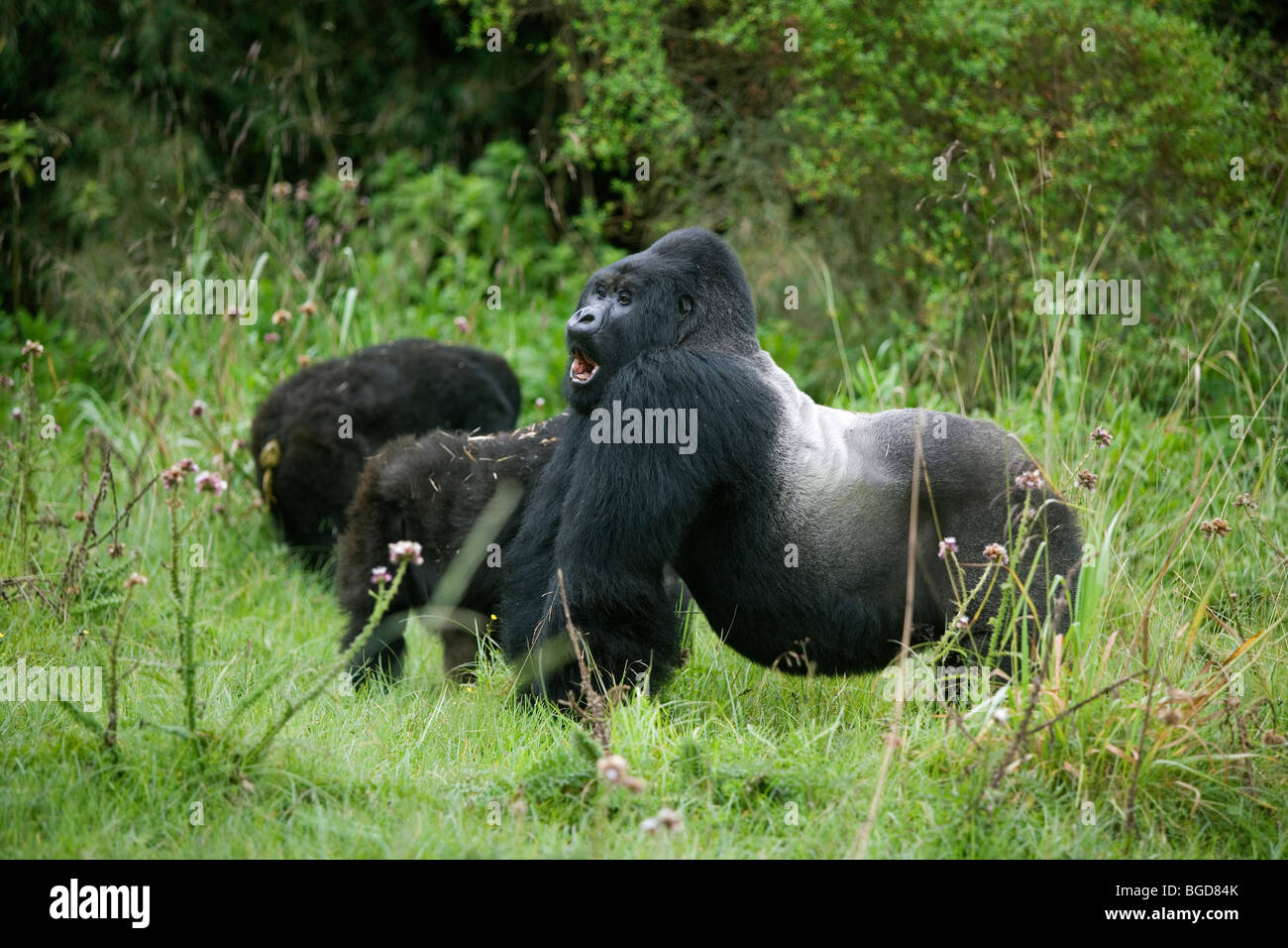 Gorilla di Montagna berengei Gorilla Silverback berengei w/ giovani Ruanda Africa Foto Stock