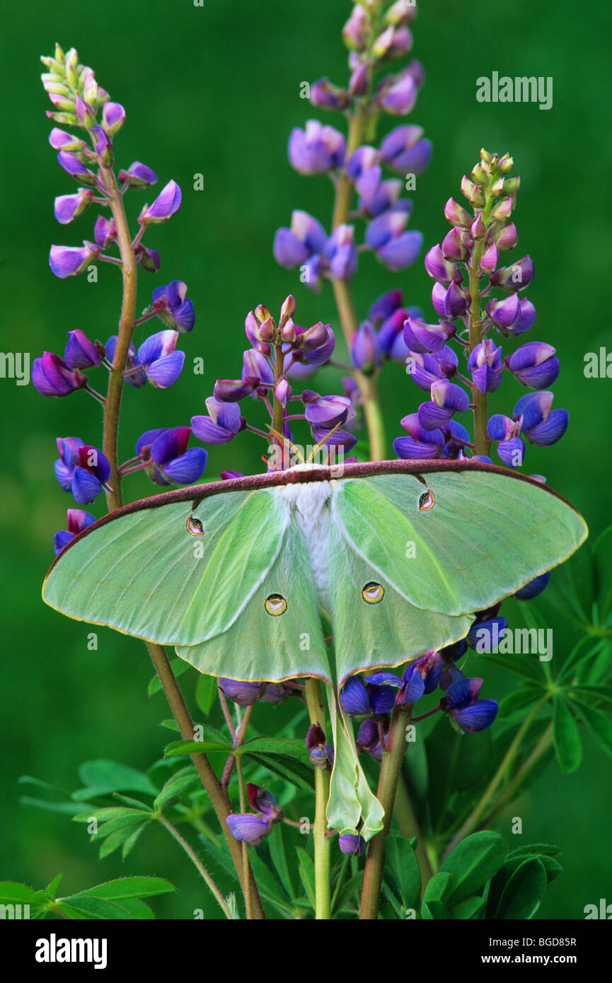 Luna Moth Actias luna on Wild Lupin Eastern North America, by Skip Moody/Dembinsky Photo Assoc Foto Stock