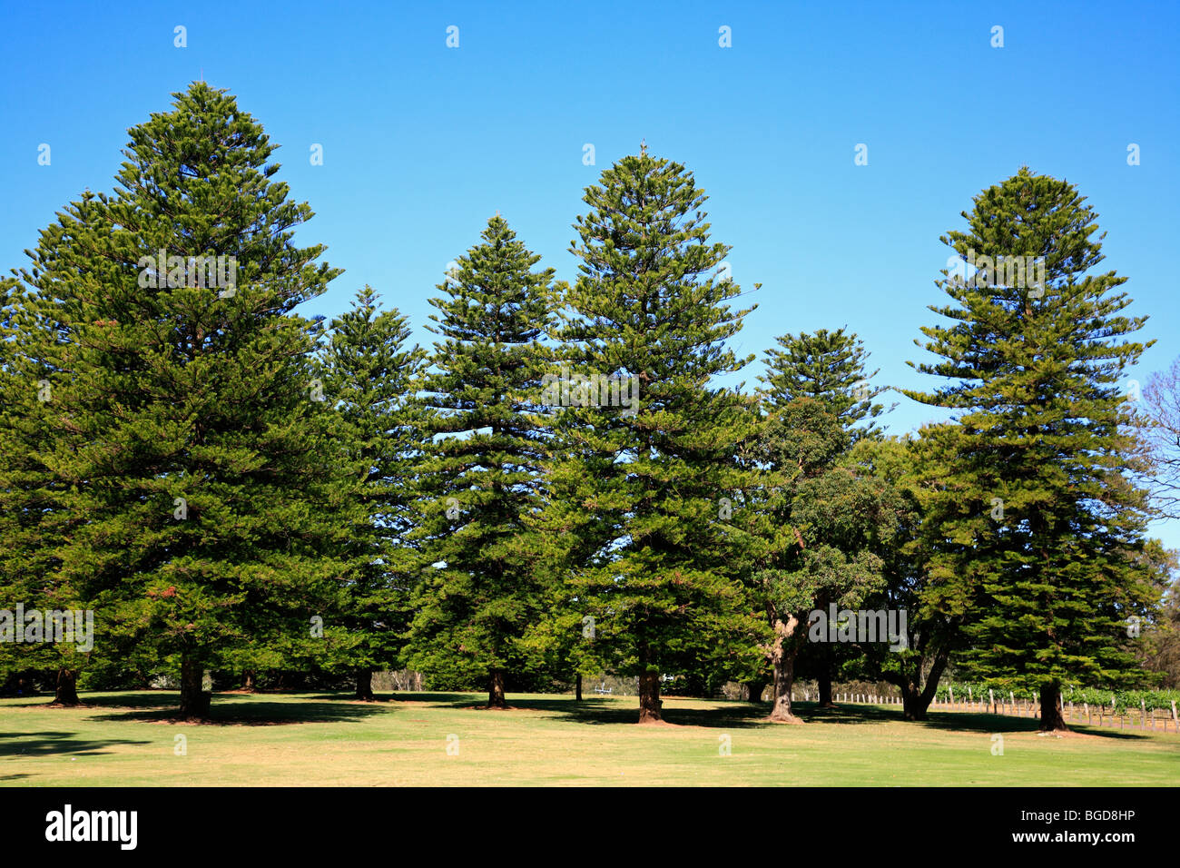 Norfolk Pines Swan Valley Perth Western Australia Foto Stock