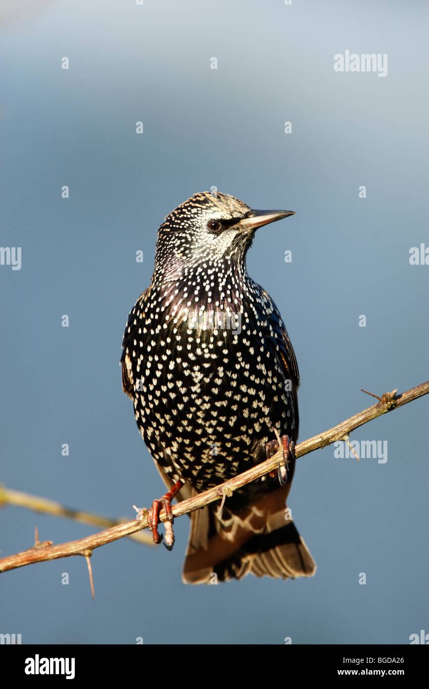 Starling (Sturnus vulagris) in inverno piumaggio mostra le macchie e le piume iridescenti mentre appollaiato Foto Stock