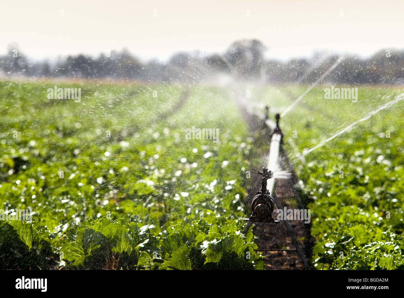 Irrigazione di raccolto di lattuga Foto Stock