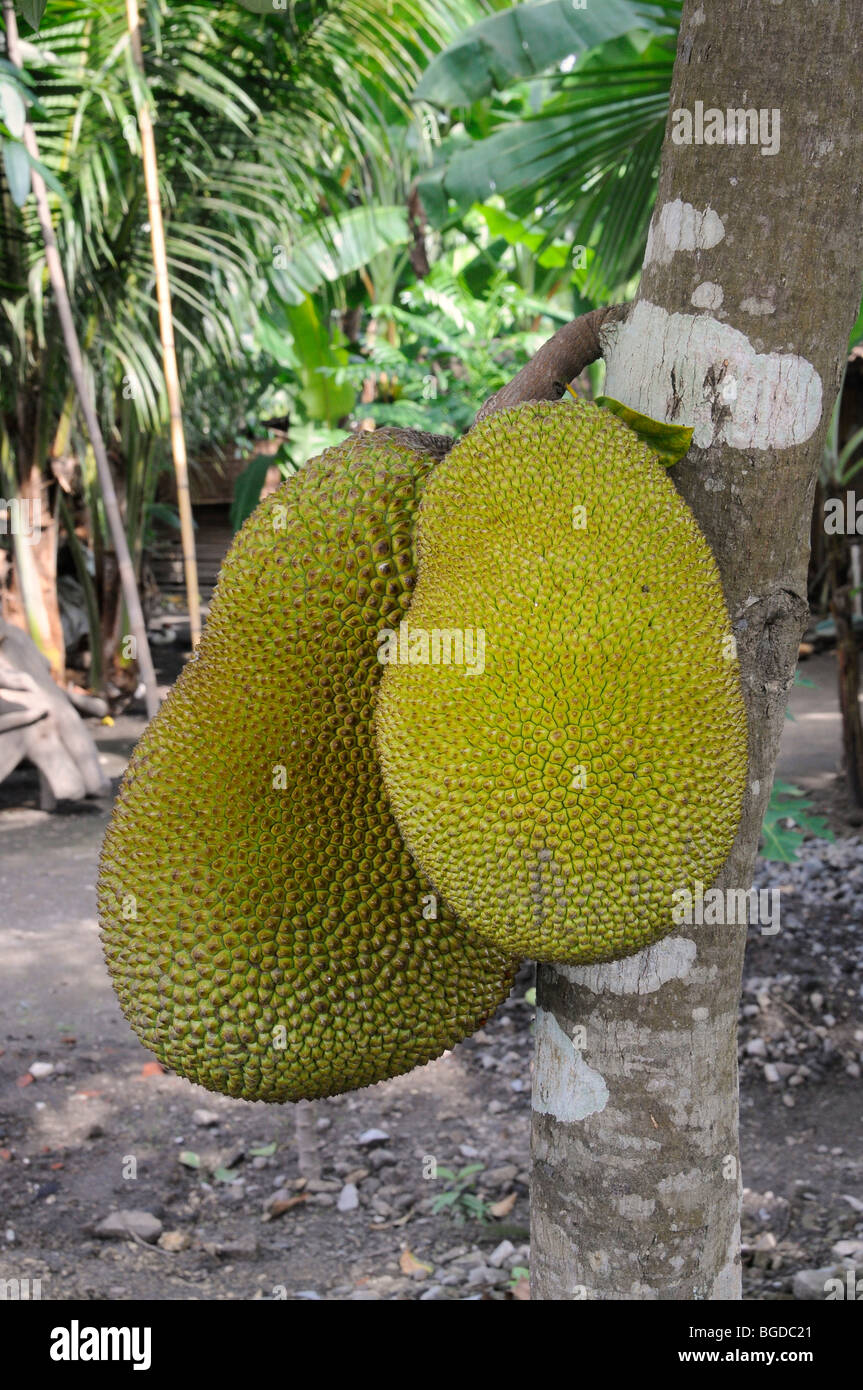 Jackfruit (Artocarpus heterophyllus), Giava centrale, Indonesia, sud-est asiatico Foto Stock