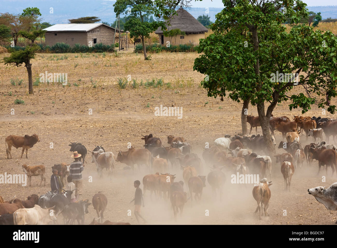 Le mucche di ritorno dal foro di irrigazione, Halaba, Etiopia Foto Stock