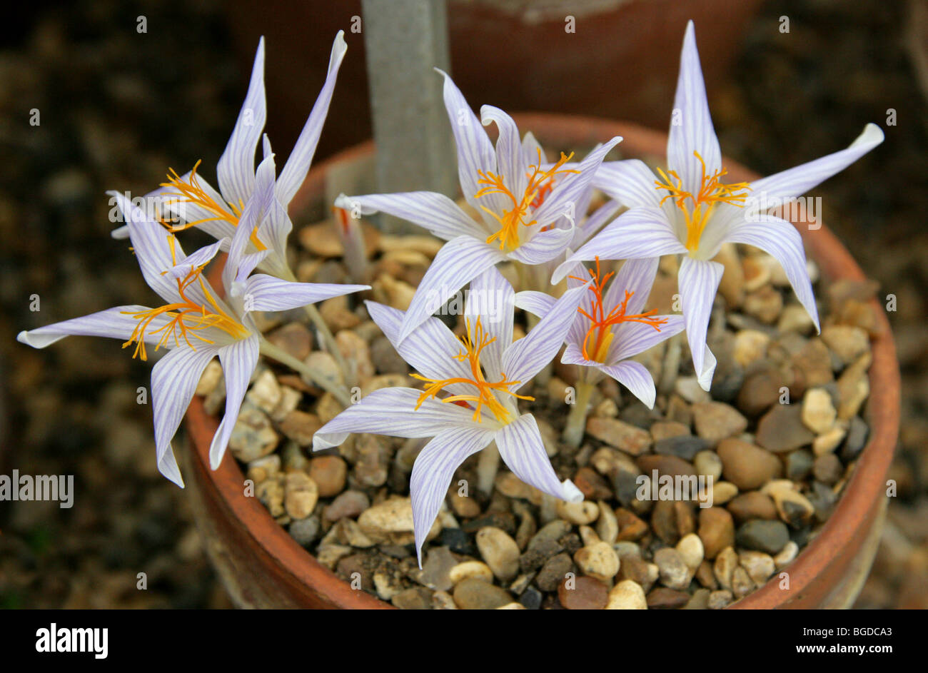 Crocus cancellatus subsp. mazziaricus, Iridaceae, Jugoslavia, Israele, Grecia e a sud-ovest della Turchia Foto Stock