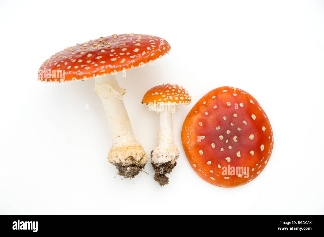 AMANITA MUSCARIA, FLY AGARIC FUNGHI, Sussex. Foto Stock