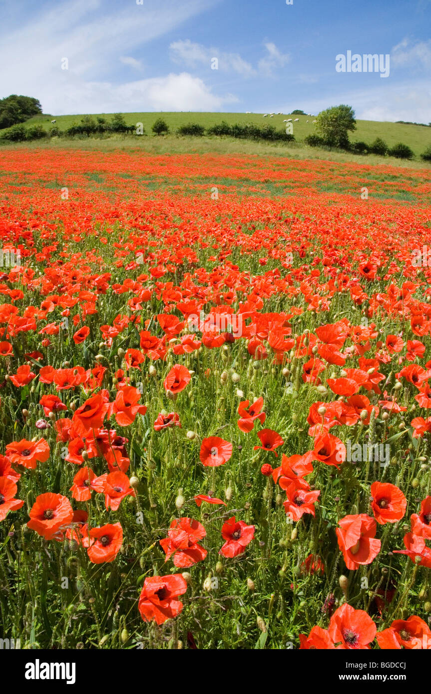 Un campo di papaveri rossi, South Downs, Sussex. Foto Stock