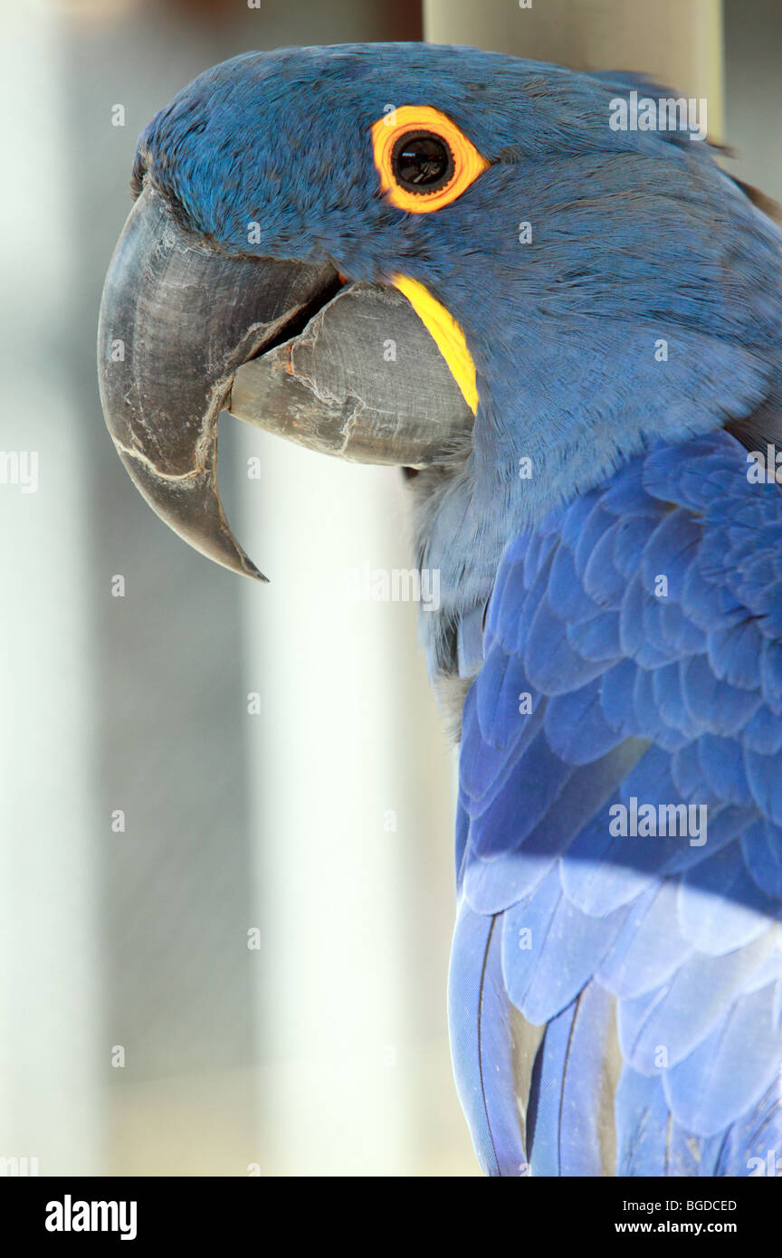 Hyacinthine Macaw ritratto Foto Stock