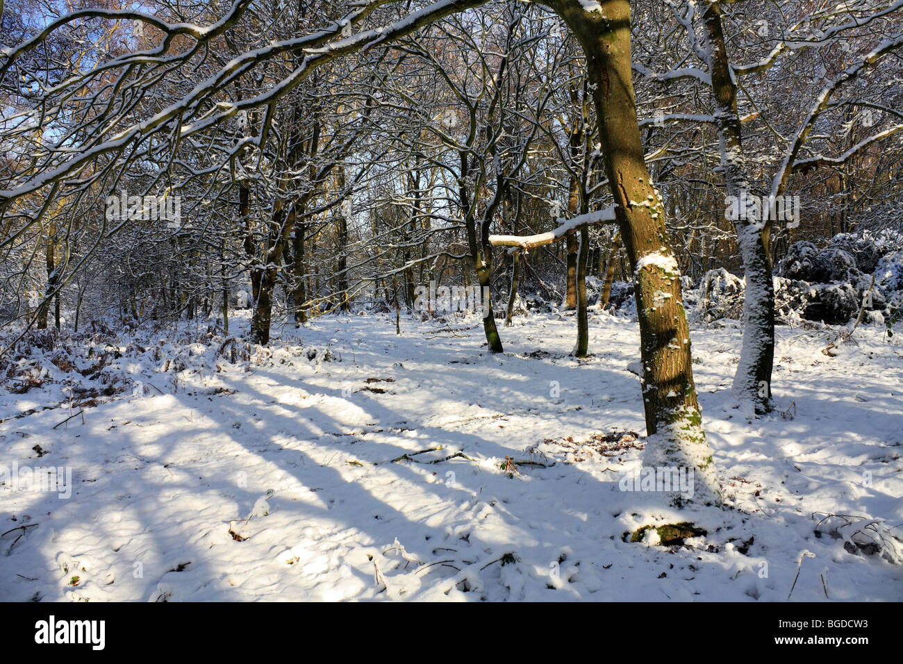 Neve su Headley Heath Surrey, Inghilterra, Regno Unito Foto Stock