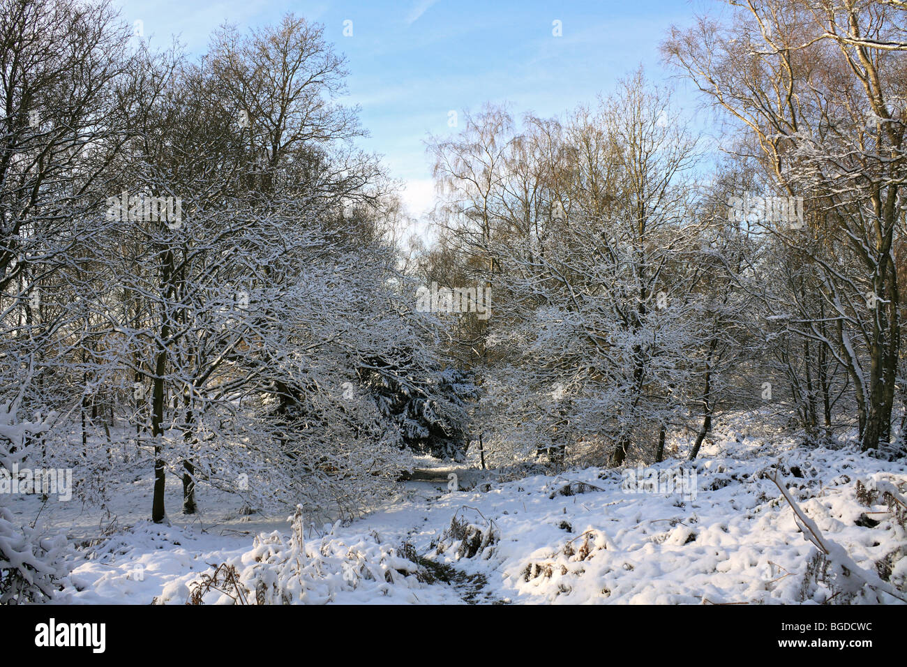 Neve su Headley Heath Surrey, Inghilterra, Regno Unito Foto Stock