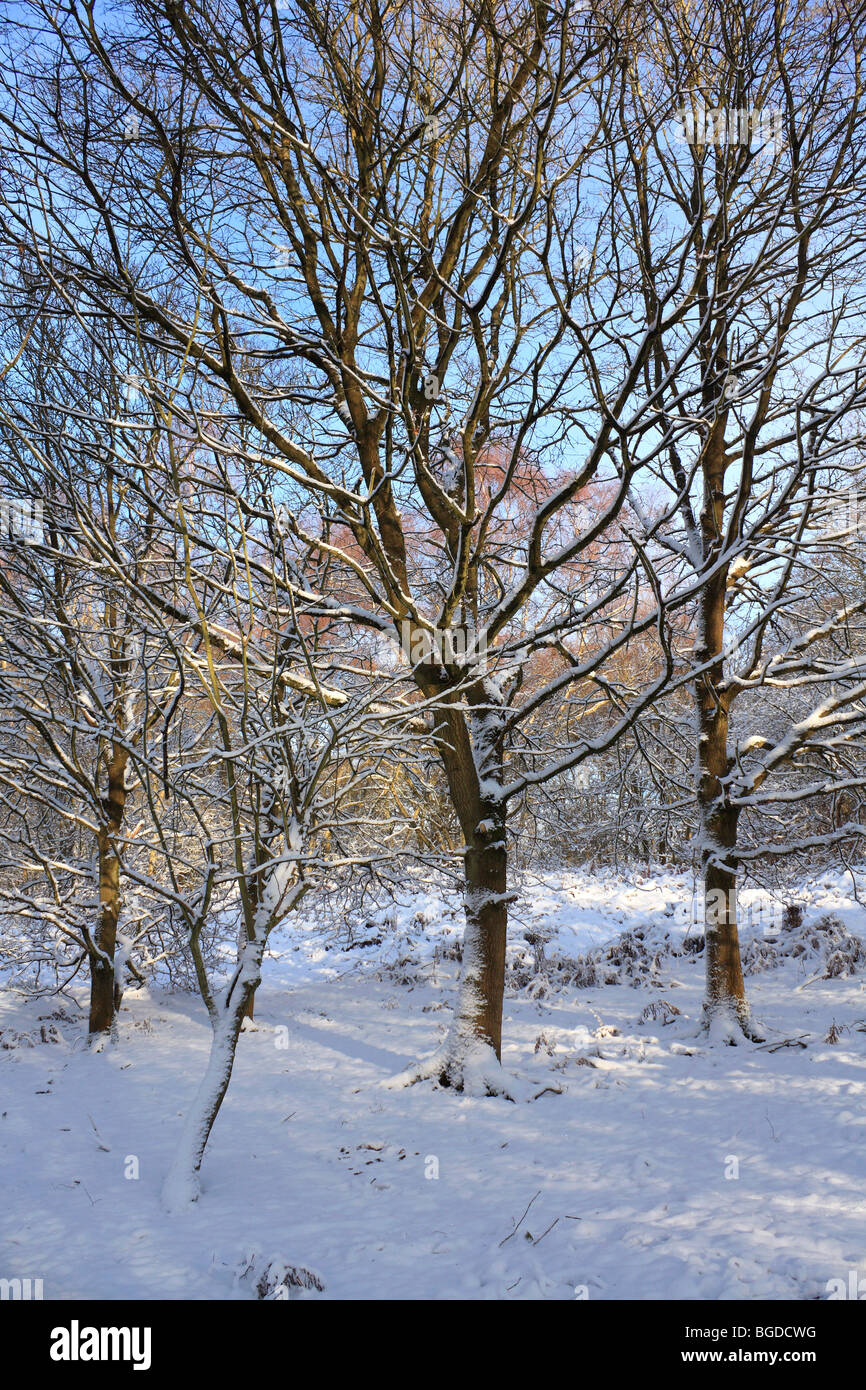 Neve su Headley Heath Surrey, Inghilterra, Regno Unito Foto Stock