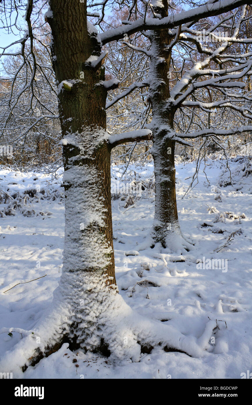 Neve su Headley Heath Surrey, Inghilterra, Regno Unito Foto Stock