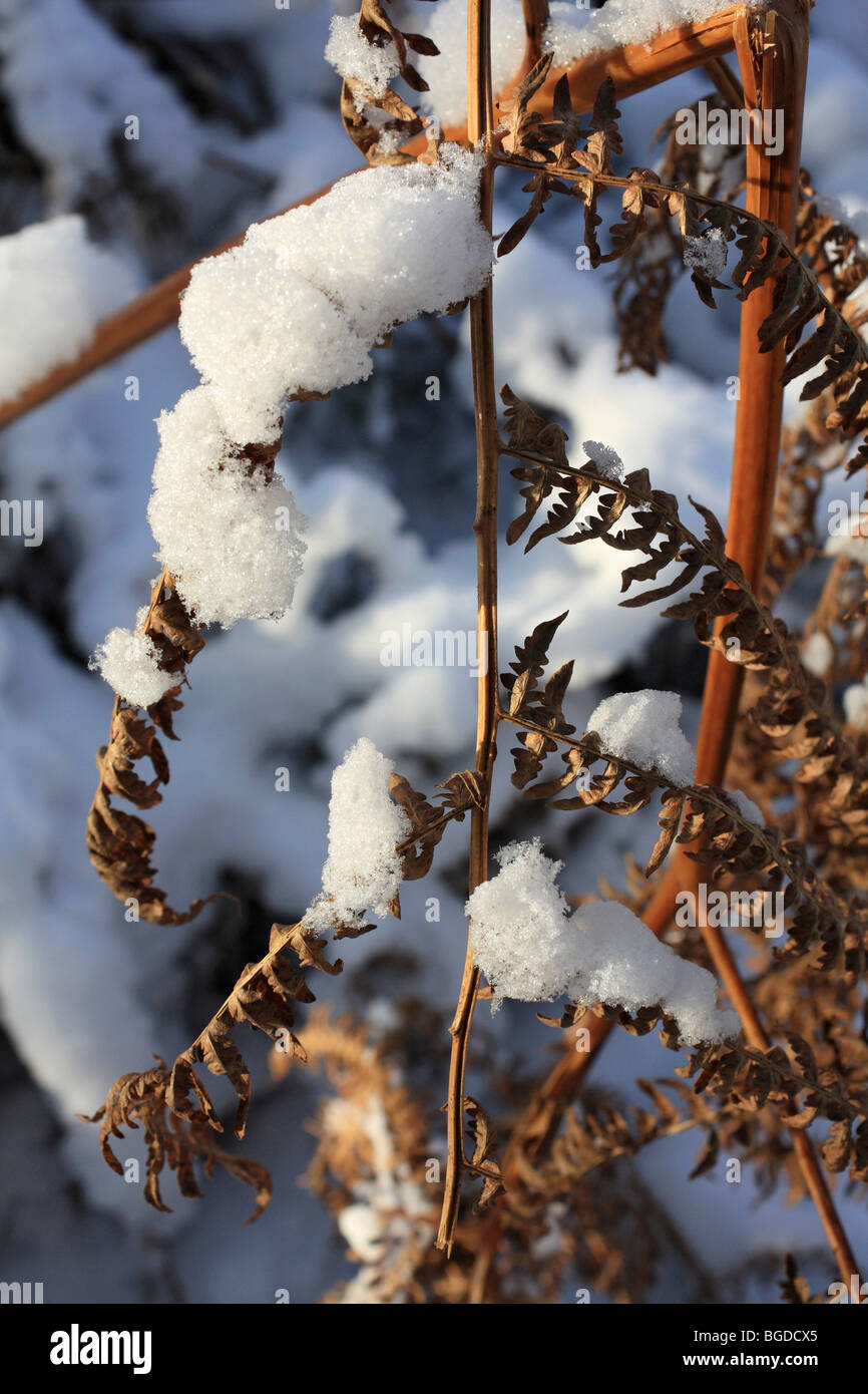 Neve su Headley Heath Surrey, Inghilterra, Regno Unito Foto Stock