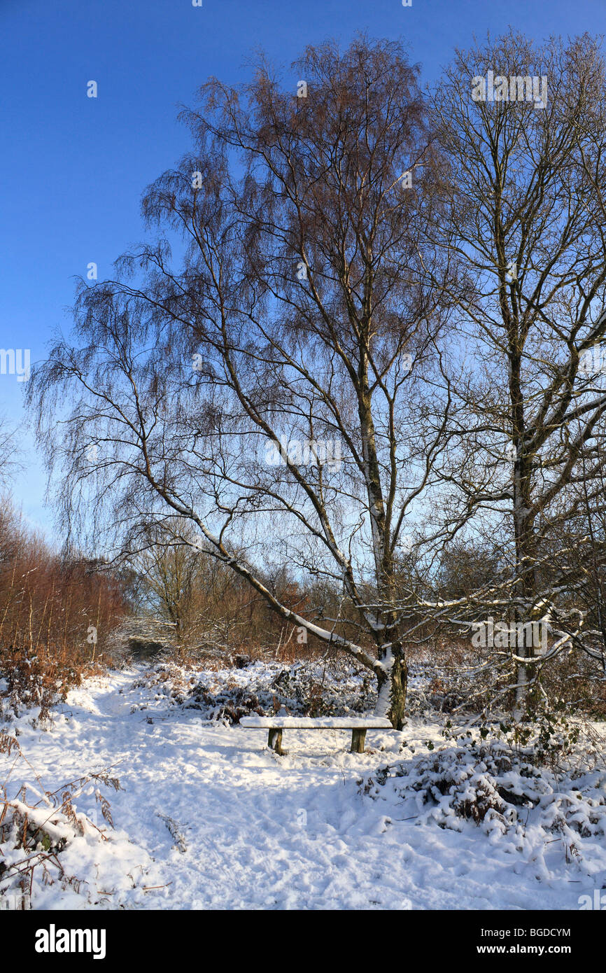 Neve su Headley Heath Surrey, Inghilterra, Regno Unito Foto Stock