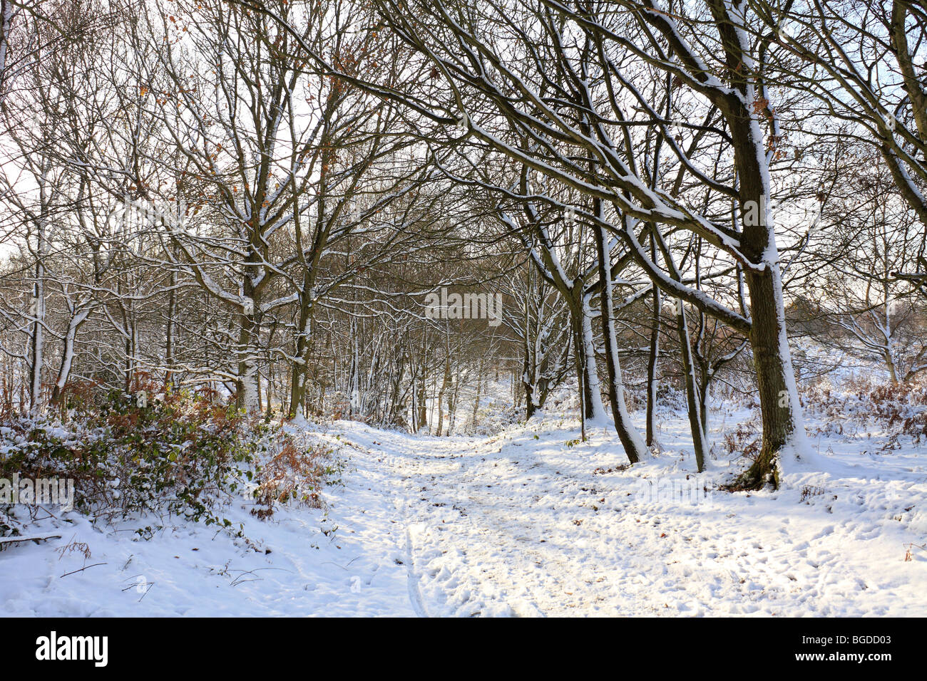 Neve su Headley Heath Surrey, Inghilterra, Regno Unito Foto Stock