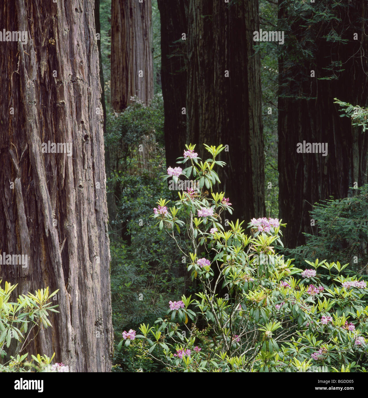 CALIFORNIA - la fioritura dei rododendri tra gli alberi di sequoia lungo la dannazione Creek Trail in Redwoods National Park. Foto Stock