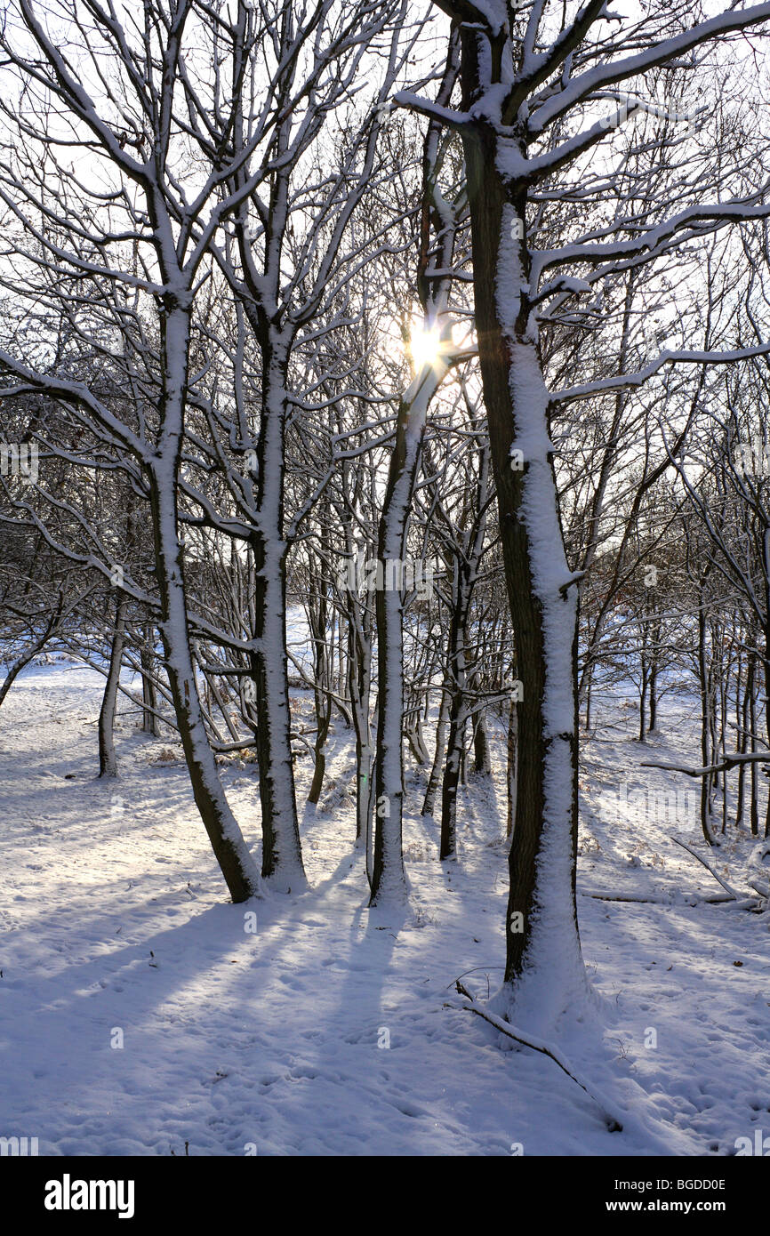 Neve su Headley Heath Surrey, Inghilterra, Regno Unito Foto Stock