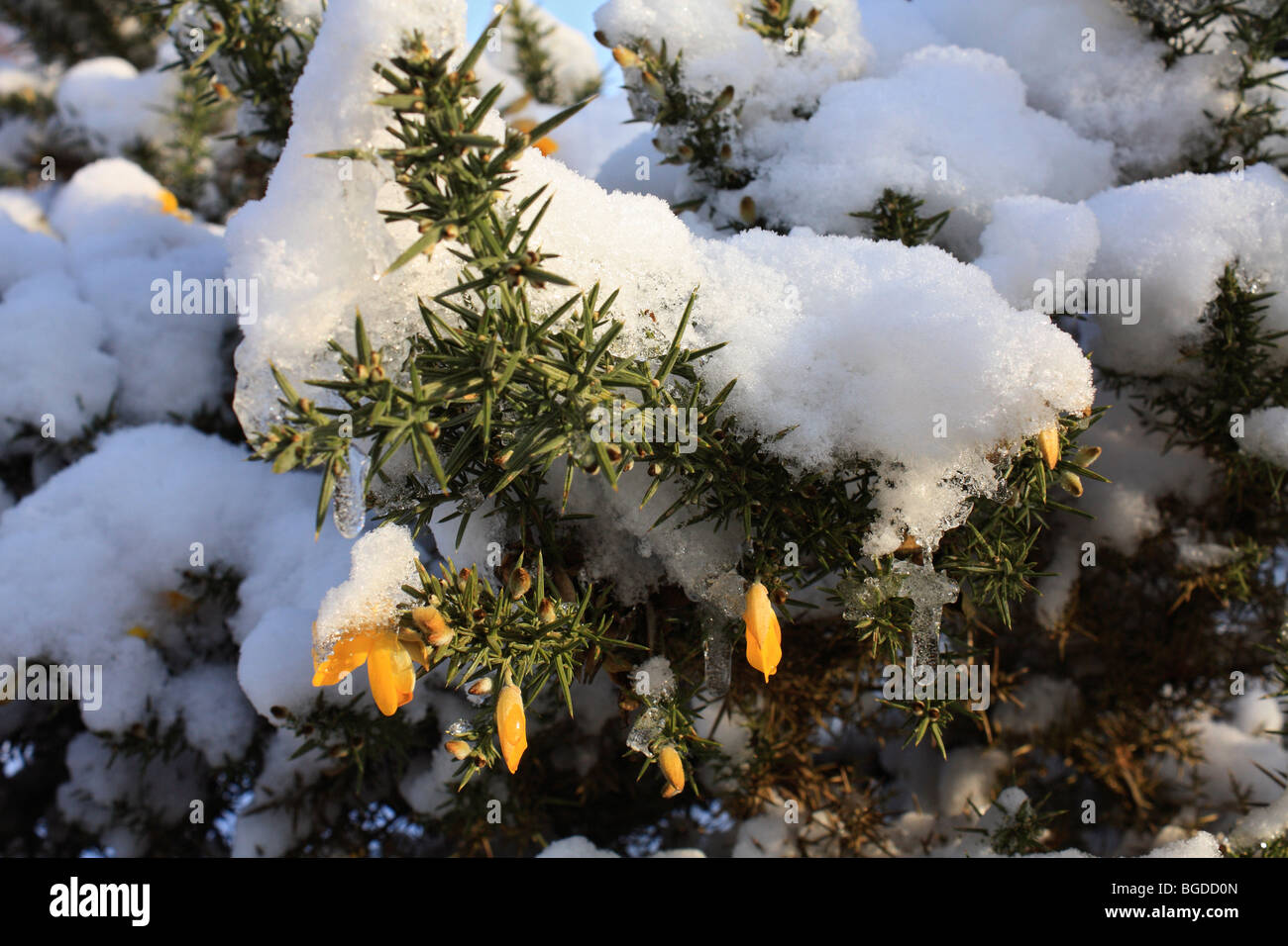 Neve su Headley Heath Surrey, Inghilterra, Regno Unito Foto Stock