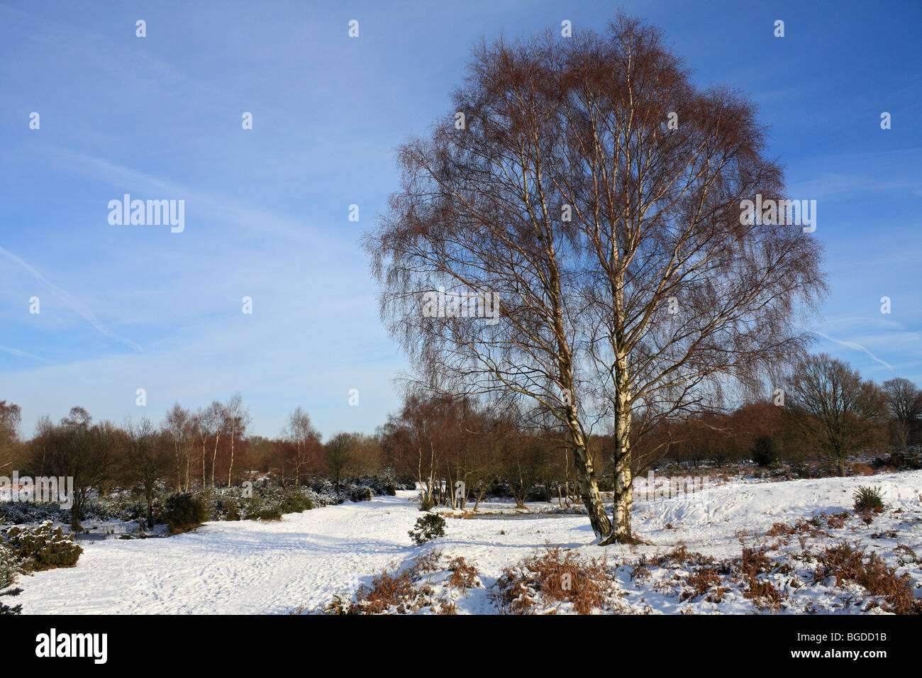 Neve su Headley Heath Surrey, Inghilterra, Regno Unito Foto Stock