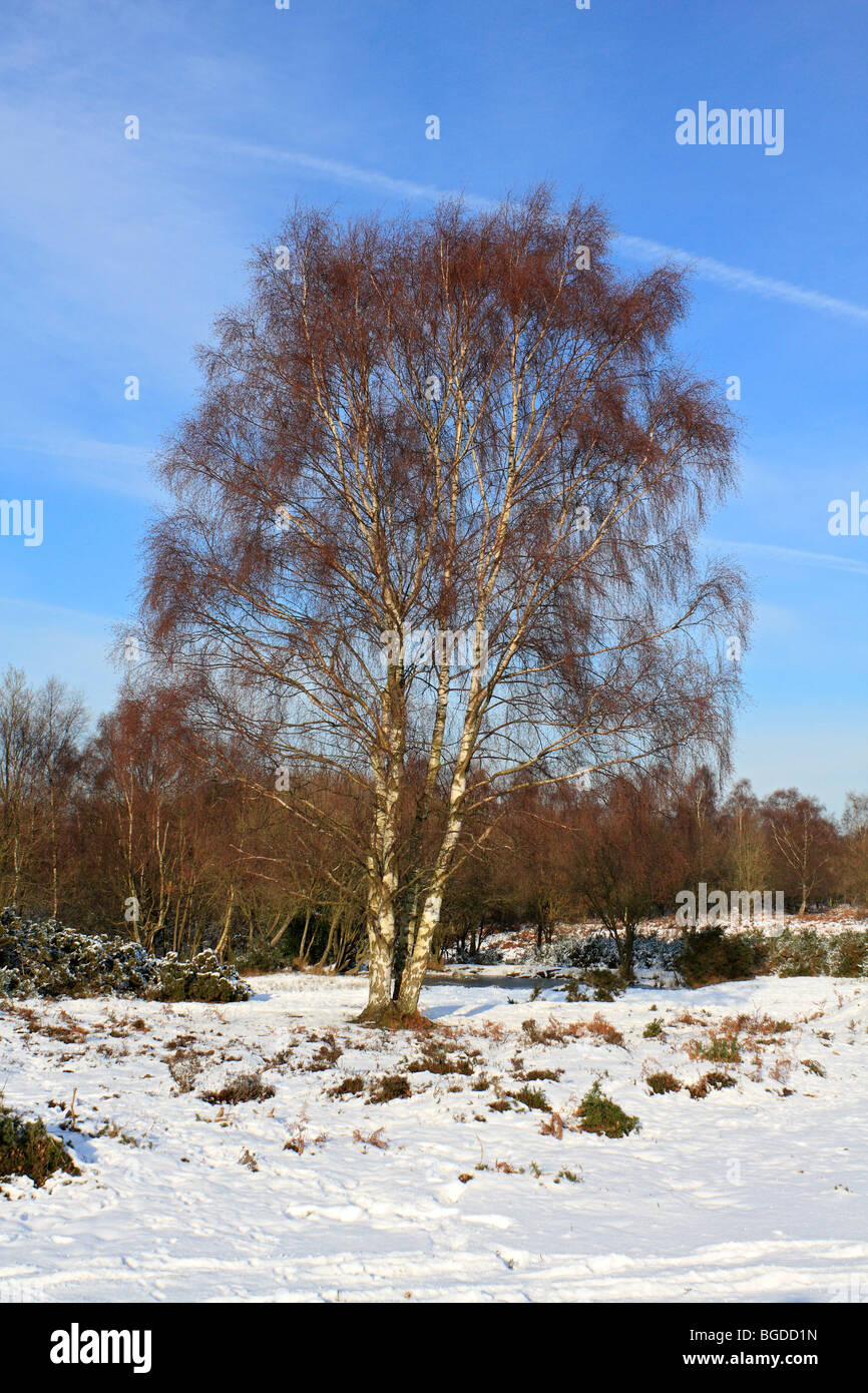 Neve su Headley Heath Surrey, Inghilterra, Regno Unito Foto Stock